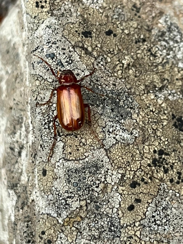 Pacuvia philippiana