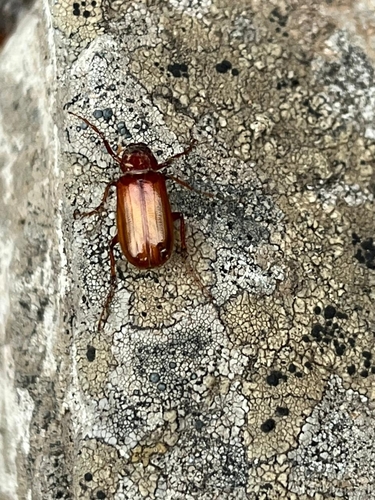 Pacuvia philippiana