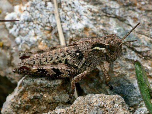 High Mountain Grasshopper