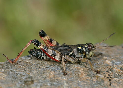 High Mountain Grasshopper