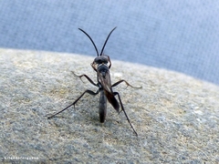 Agenioideus