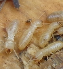 Reticulitermes speratus