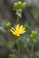 Packera streptanthifolia