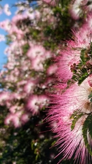 Calliandra eriophylla