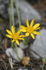 Packera streptanthifolia