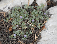 Astragalus kentrophyta tegetarius