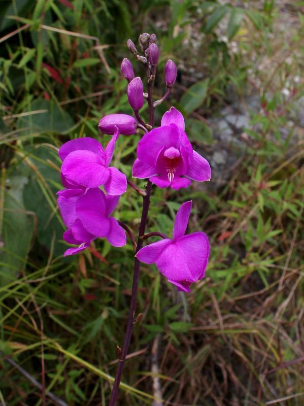 Bletia catenulata