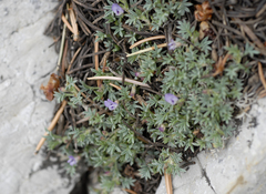 Astragalus kentrophyta tegetarius