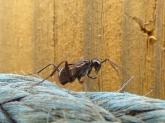 Zeuxevania splendidula