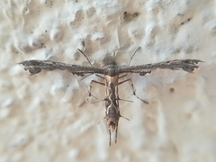 Michaelophorus indentatus