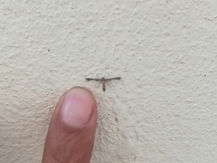 Michaelophorus indentatus