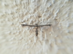 Michaelophorus indentatus