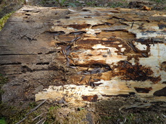 Reticulitermes speratus