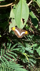 Adelpha serpa