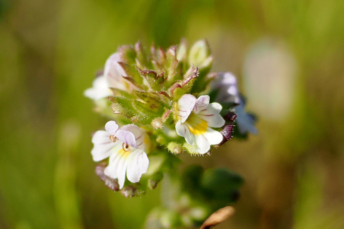 Image of Euphrasia frigida by no rights reserved