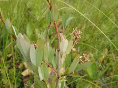 Salix myrtilloides