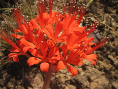 Brunsvigia marginata