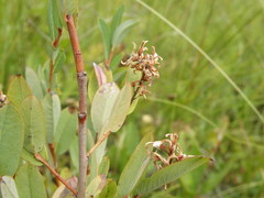 Salix myrtilloides