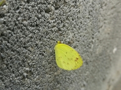 Pyrisitia lisa centralis