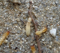 Reticulitermes speratus