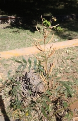 Senna occidentalis