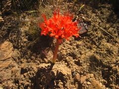 Brunsvigia marginata