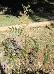 Senna occidentalis