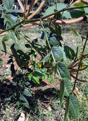 Senna occidentalis
