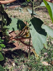 Senna occidentalis