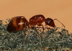 Camponotus cuneiscapus