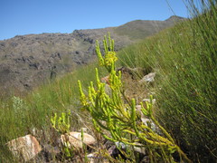 Erica parilis parilis