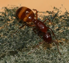 Camponotus cuneiscapus