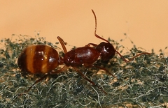 Camponotus cuneiscapus