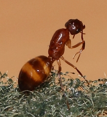 Camponotus cuneiscapus