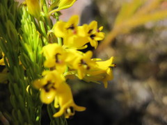 Erica parilis parilis