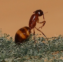 Camponotus cuneiscapus