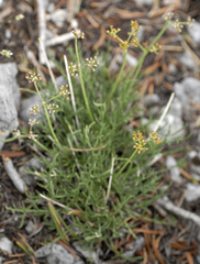 Lomatium graveolens alpinum