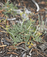 Lomatium graveolens alpinum