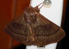 Phyllalia thunbergii