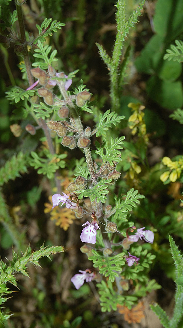Teucrium botrys