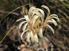 Pelargonium longiflorum