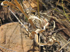 Pelargonium longiflorum