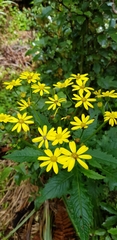 Senecio rufiglandulosus