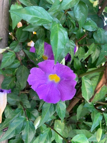 Bush Thunbergia