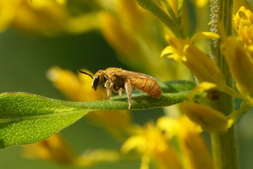 Viereck's Sweat Bee photo 4