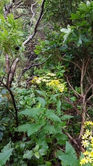 Senecio rufiglandulosus