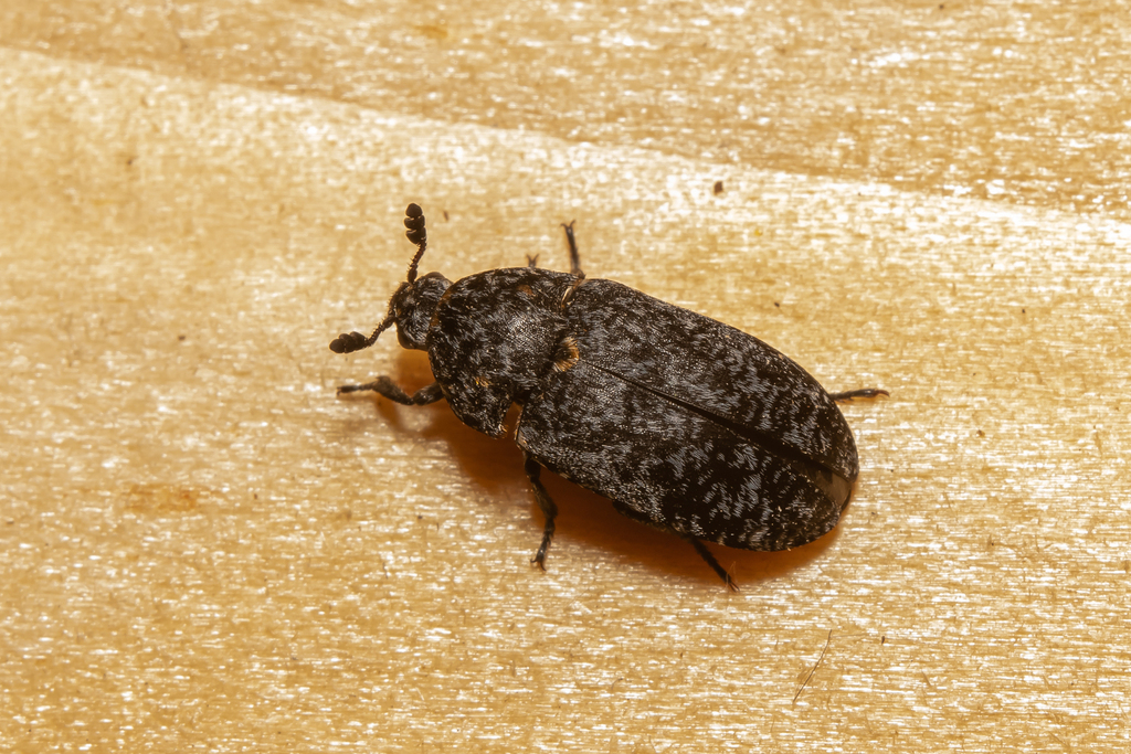 Dermestes murinus