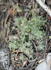 Draba pedicellata pedicellata