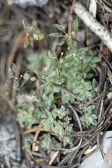 Draba pedicellata pedicellata