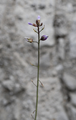 Boechera microphylla